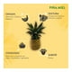 thumbnail image 4 of Piña Miel por kilo, 4 of 4