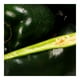 thumbnail image 3 of Chile poblano por kilo, 3 of 4