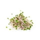 thumbnail image 3 of Germinado de alfalfa San Francisco Cultivos Naturales con kale 200 g, 3 of 4