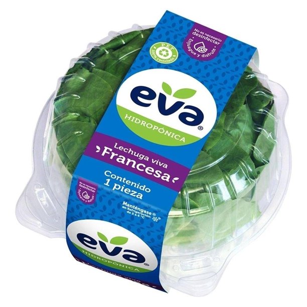 Lechuga Eva francesa hidropónica pza