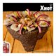 thumbnail image 3 of Salsa para alitas y botanas Mr Wings Sabor Xhot 4 Kg, 3 of 4